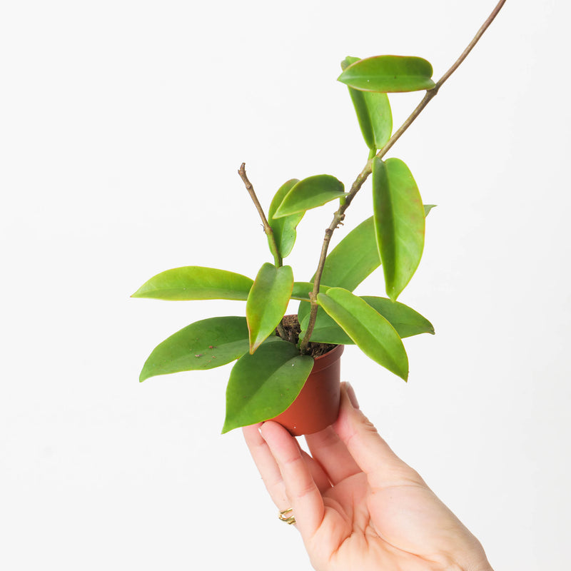 Hoya Publicalyx ‘Black Dragon’ 6cm Plants GrowTropicals