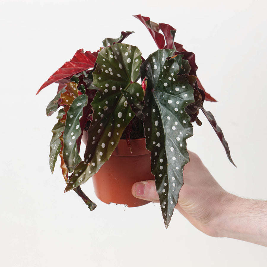 Begonia 'Black Forest' - GROW TROPICALS