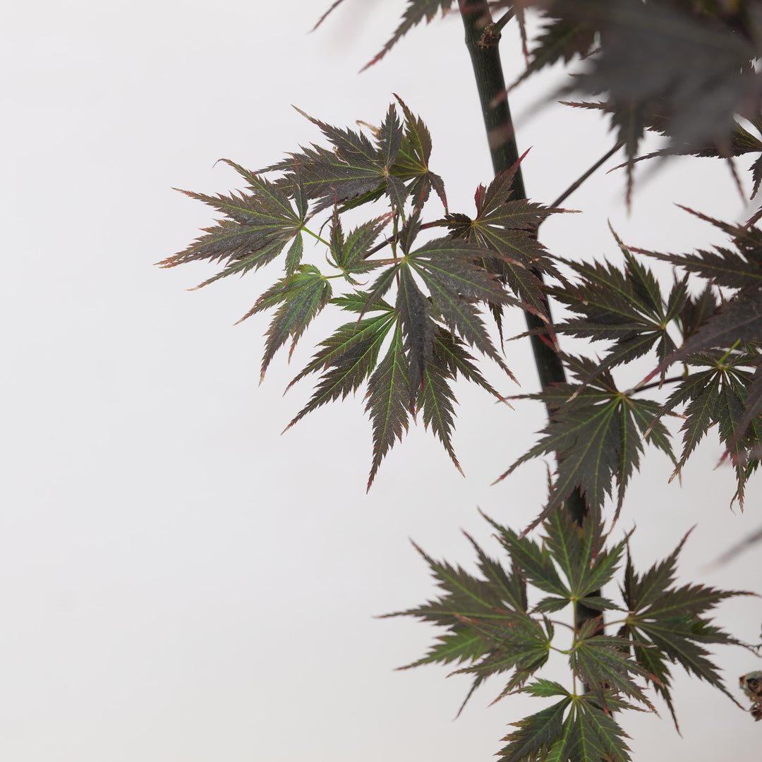 Acer palmatum 'Black Lace'