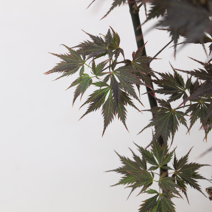 Acer palmatum 'Black Lace'