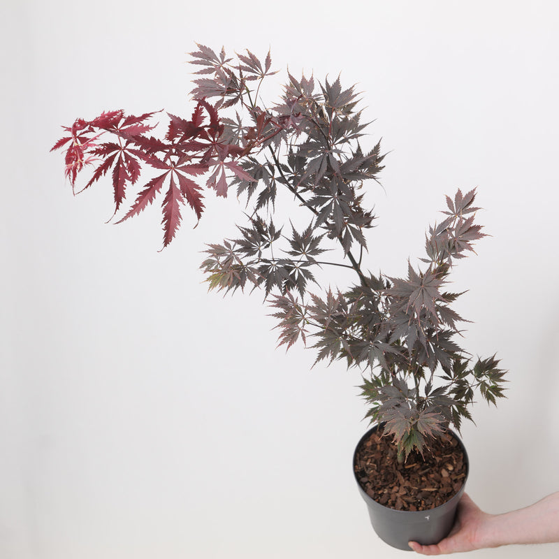 Acer palmatum 'Black Lace' 19cm / 3L Plants - Outdoor GROW TROPICALS