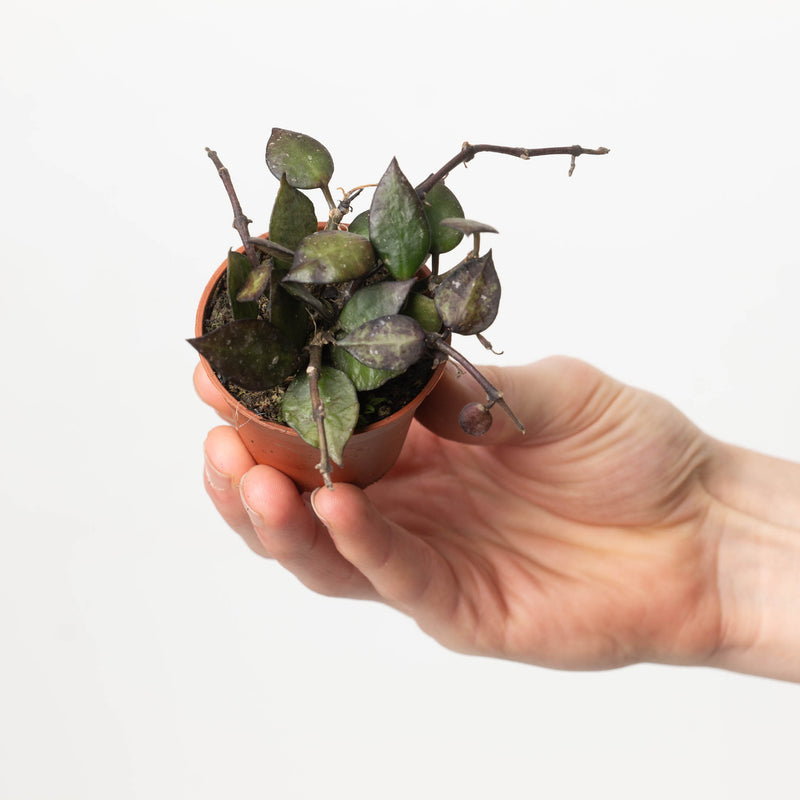 Hoya krohniana 'Black Leaves' — 6cm