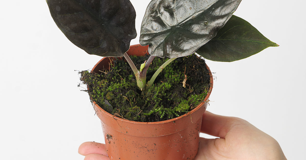 Alocasia Infernalis 'Black Magic'