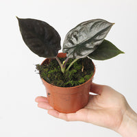 Alocasia Infernalis 'Black Magic'