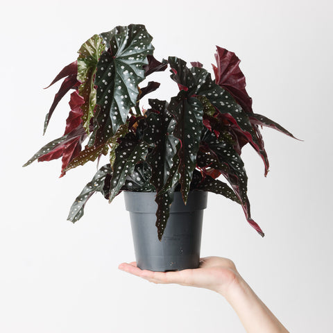 Begonia 'Black Forest' 14cm Plants GrowTropicals