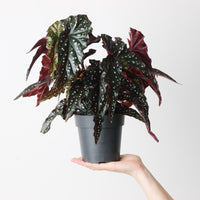 Begonia 'Black Forest'