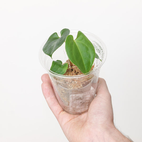 Anthurium Black Magic (Plantlet) Plants GrowTropicals