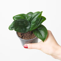 Scindapsus 'Black Mamba'