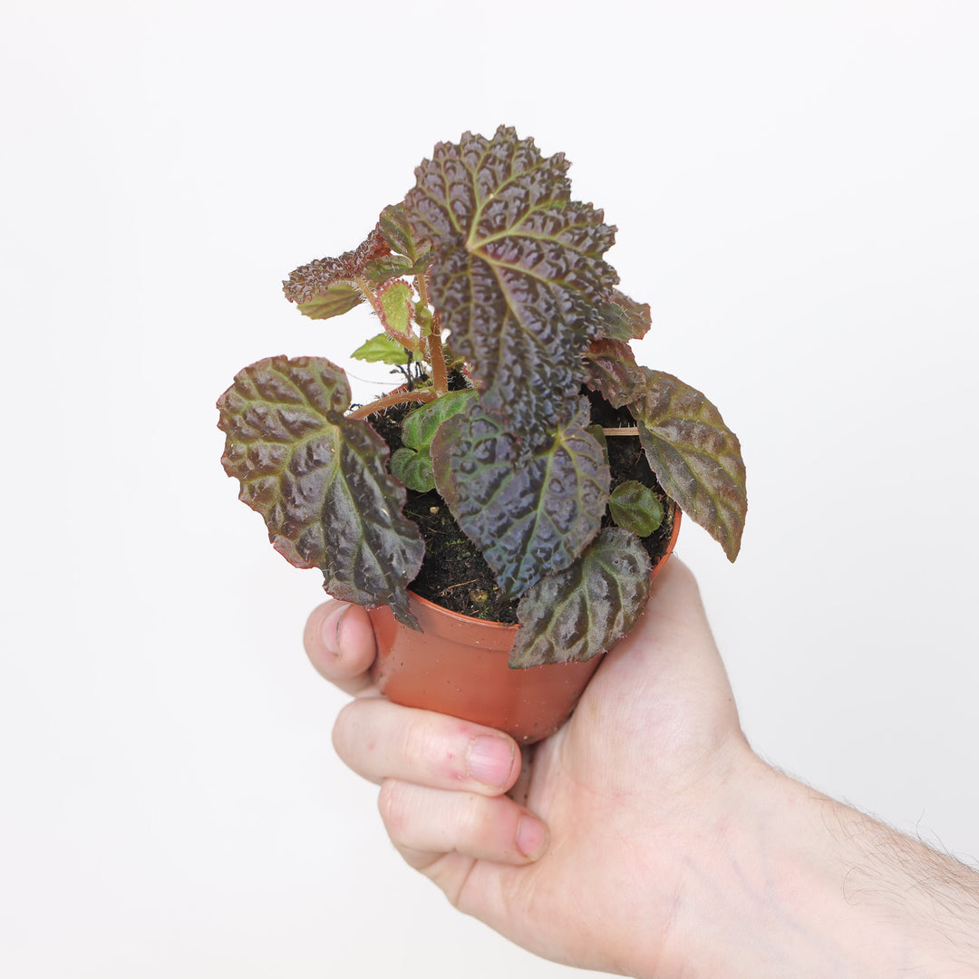 Begonia 'Black Mountain'