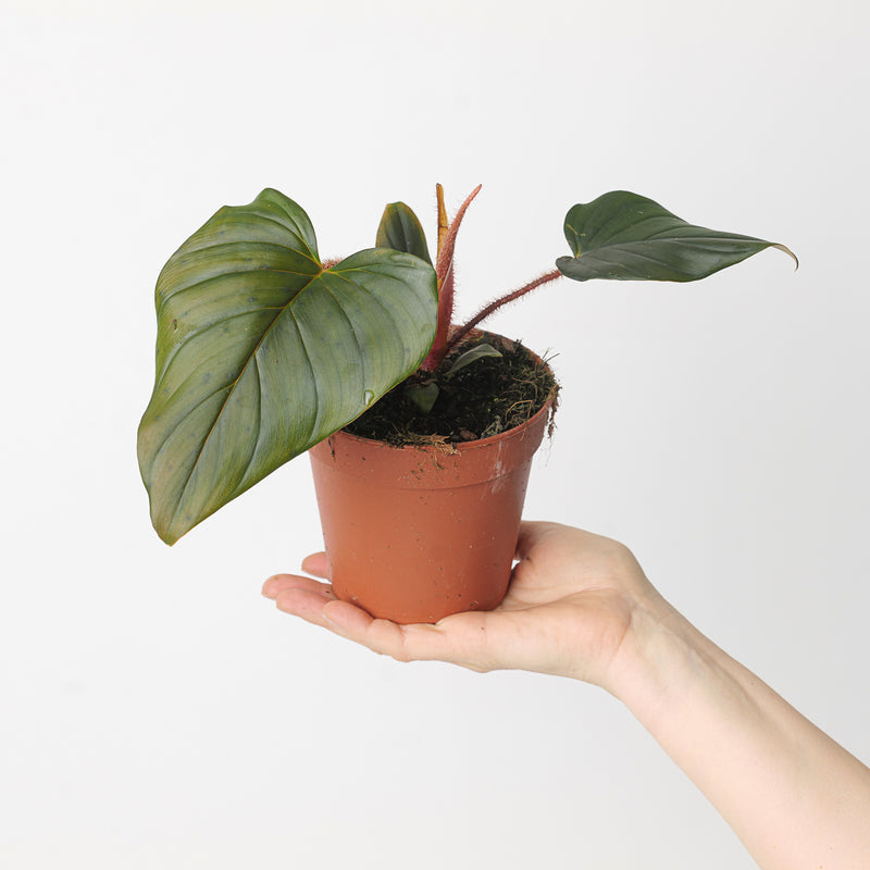 Philodendron squamicaule Dark Red 12cm Plant Plants GrowTropicals