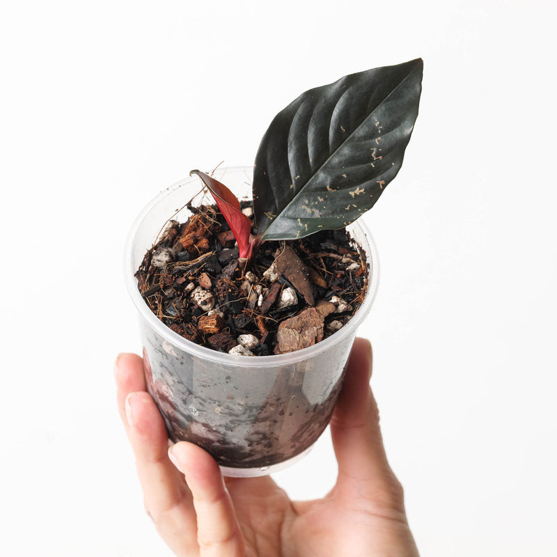 Rhodospatha sp. 'Black/Red' Plants GrowTropicals