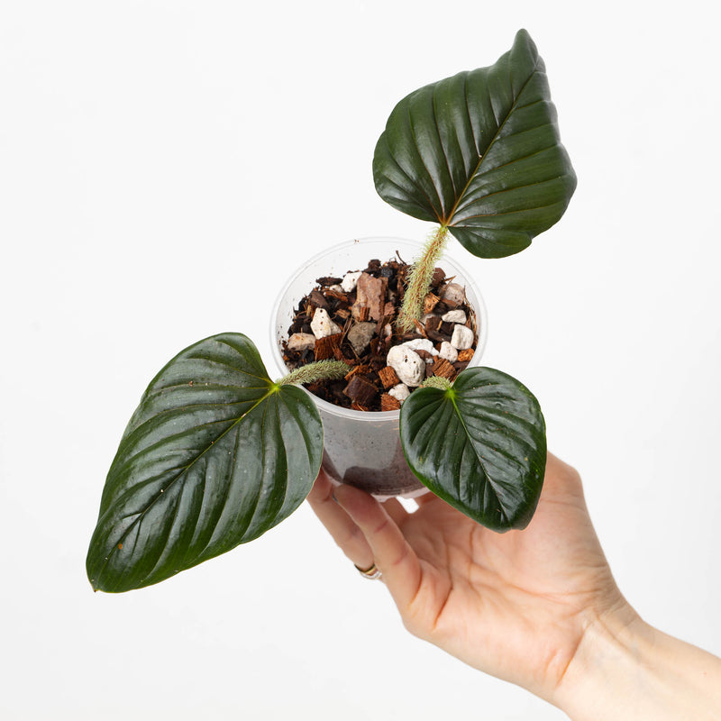 Philodendron cf. squamicaule 'Black / Red' Plants GrowTropicals