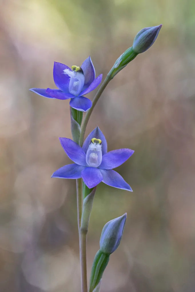 Orchid Conservation Chelsea display 2025 at RHS Chelsea Flower Show