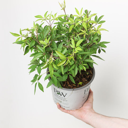 Vitex agnus-castus 'Blue Diddley' 19cm / 3L Plants - Outdoor GROW TROPICALS