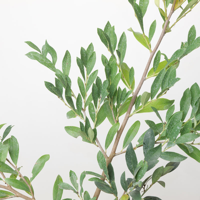 Distylium racemosum 'Blue Cascade' Plants - Outdoor GROW TROPICALS