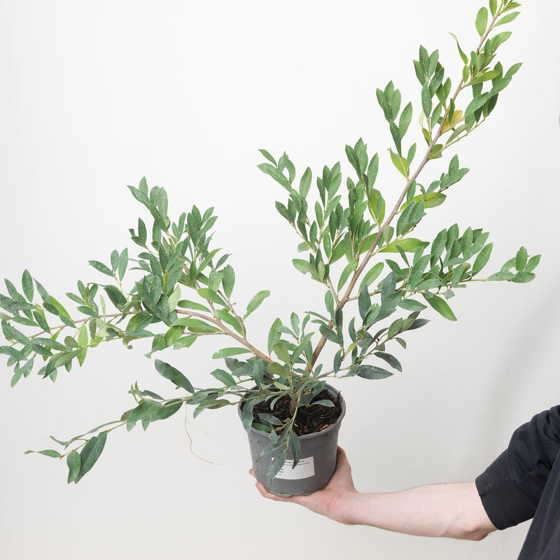 Distylium racemosum 'Blue Cascade' 17cm / 2L Plants - Outdoor GROW TROPICALS