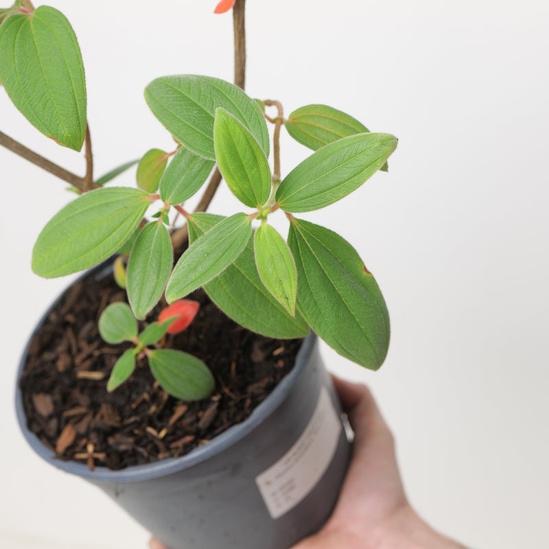 Pleroma foveolatum 'Blue Moon' Plants - Outdoor GROW TROPICALS