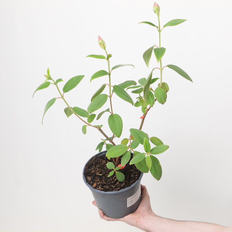 Pleroma foveolatum 'Blue Moon' 17cm / 2L Plants - Outdoor GROW TROPICALS