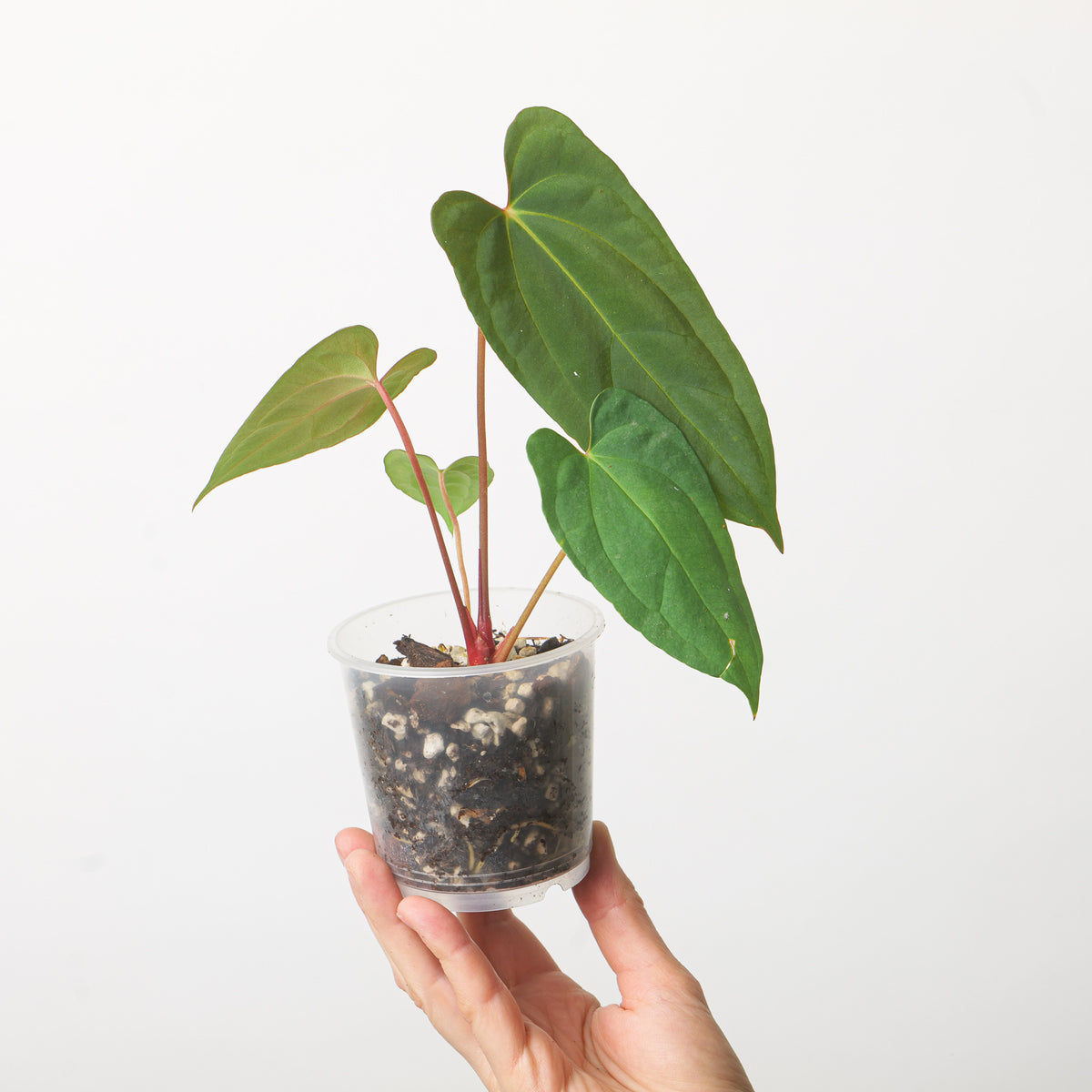 Anthurium Blue Papi x Dark Phoenix | Plants