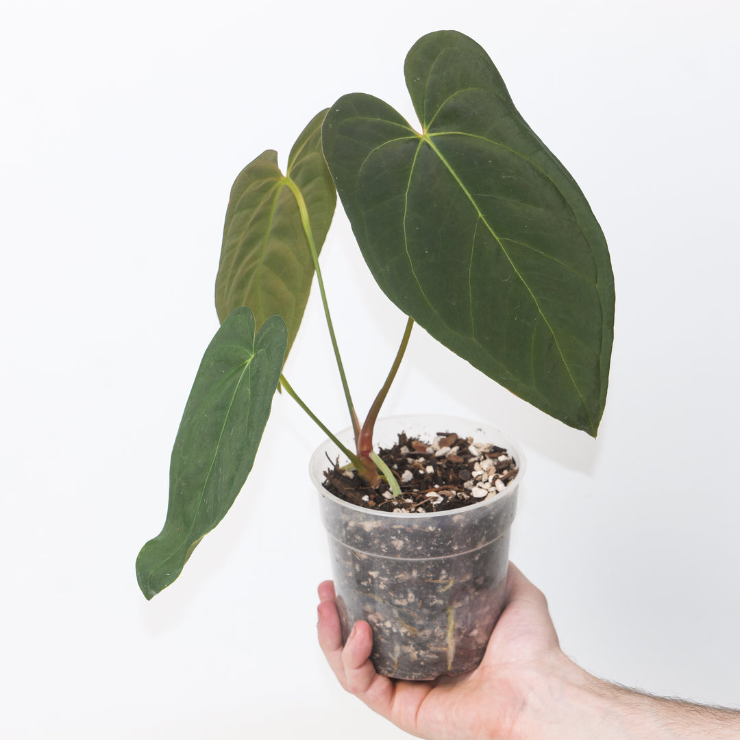 Anthurium 'Blue Papi' x 'Fort Sherman' 12cm / #15 GrowTropicals