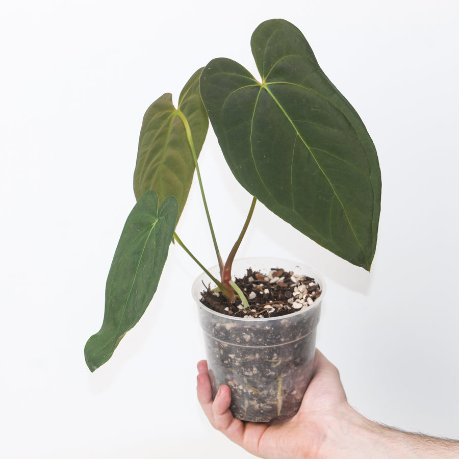 Anthurium 'Blue Papi' x 'Fort Sherman' 12cm / #15 GrowTropicals