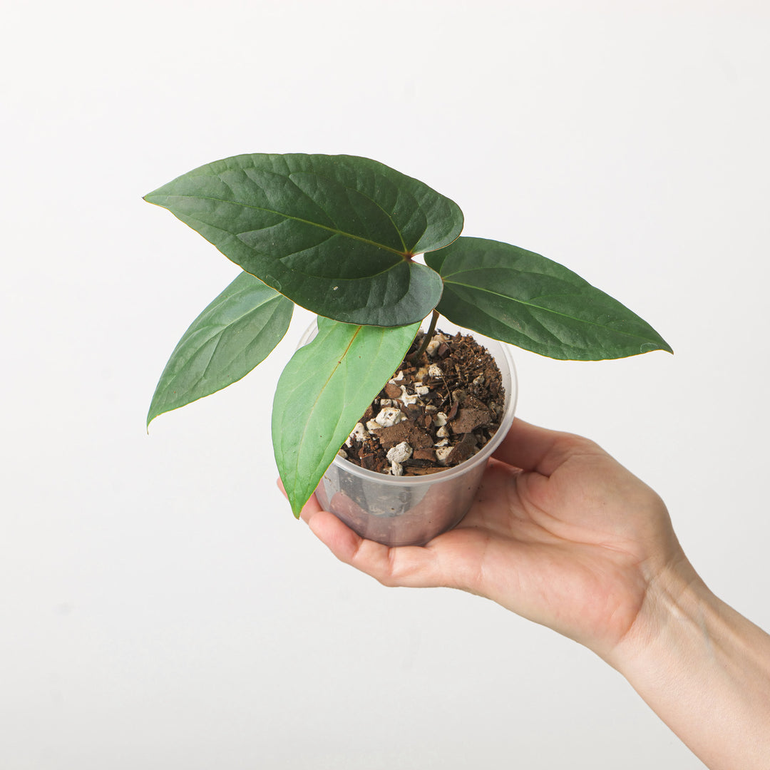 Anthurium Blue Pap xSelf Plants GrowTropicals