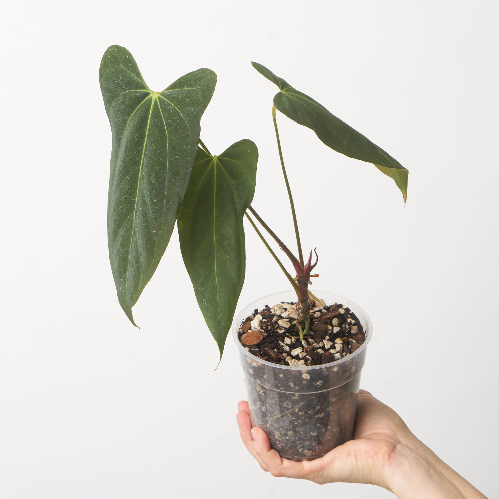 anthurium bleu Anthurium Blue Papi x Portilliae