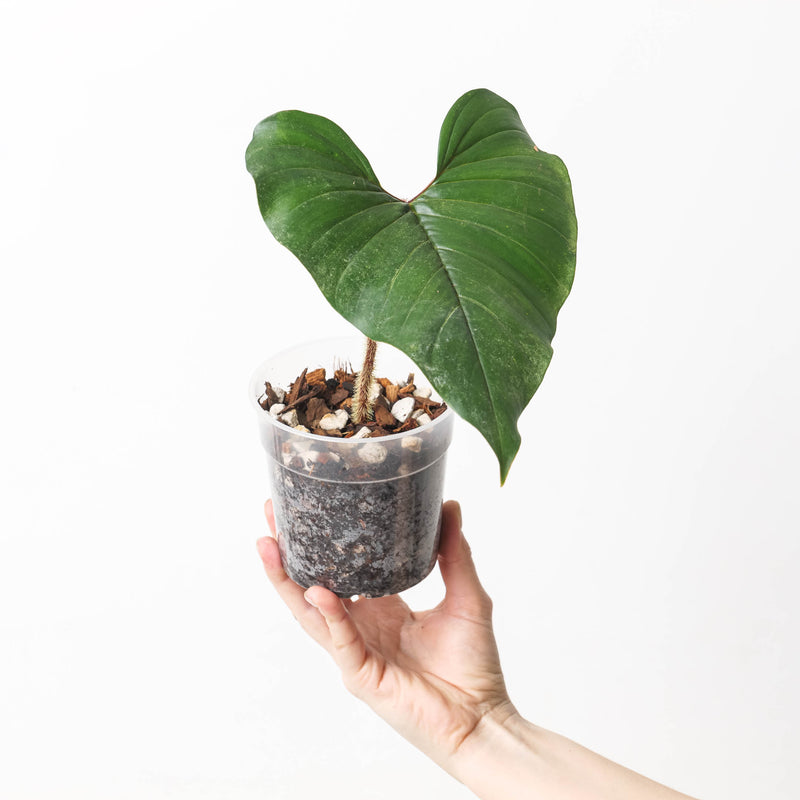 Philodendron squamicaule 'Blushing' Plants GrowTropicals