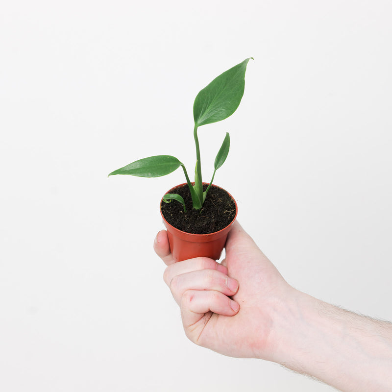 Monstera 'Burle Marx Flame' — 6cm