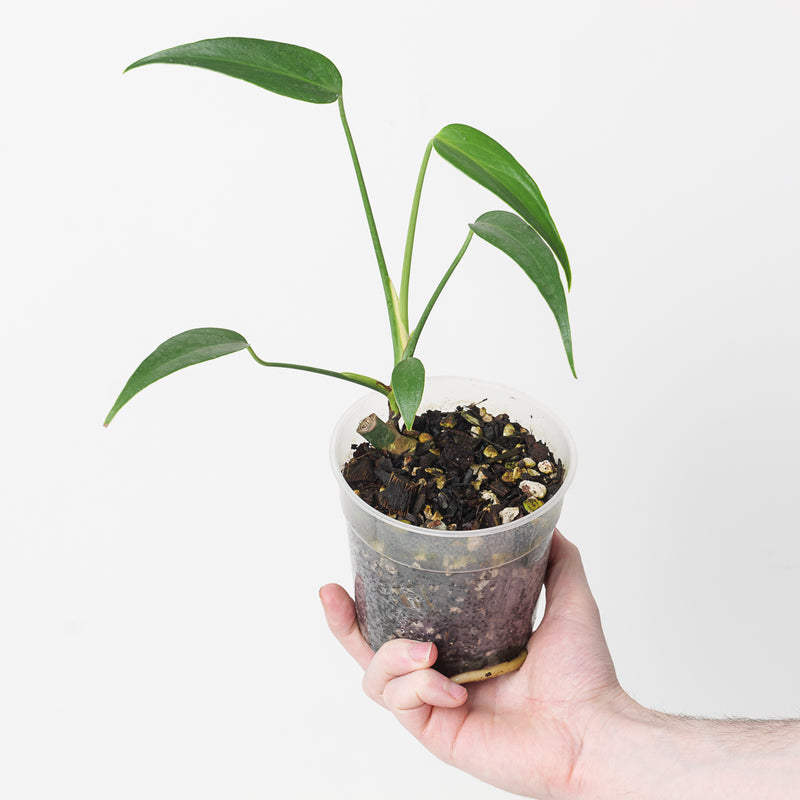 Monstera 'Burle Marx Flame' Plants GrowTropicals