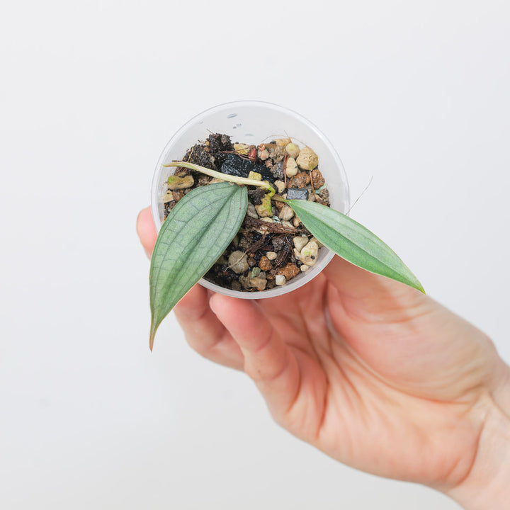 Philodendron 'Burle Marx's Fantasy' 6cm Plants GrowTropicals