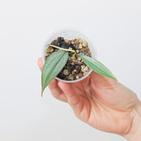 Philodendron 'Burle Marx's Fantasy'