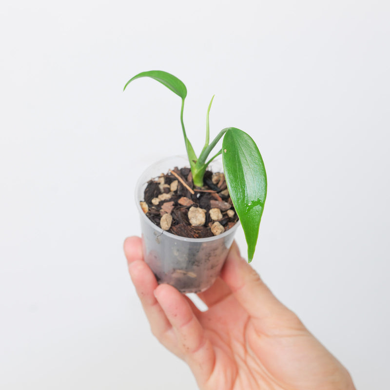 Monstera 'Burle Marx Flame' Non-TC — 6cm