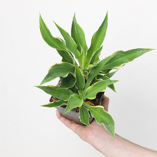 Hosta fortunei 'Bobcat'