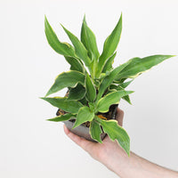 Hosta fortunei 'Bobcat'