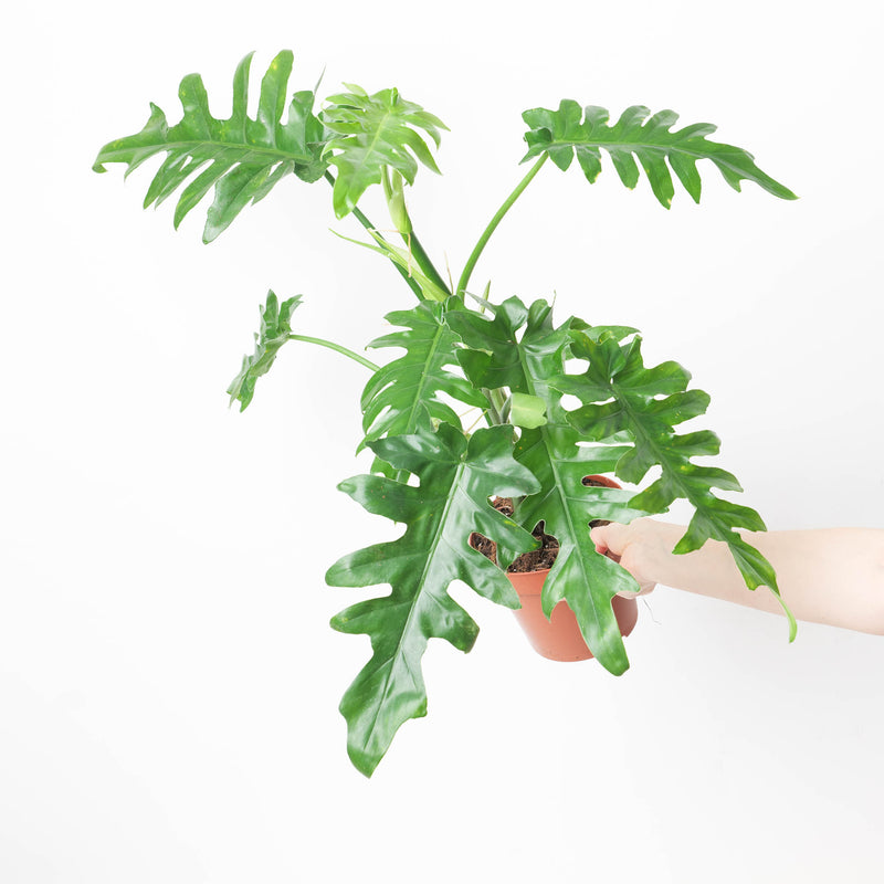 Philodendron 'Bob Cee' Plants GrowTropicals