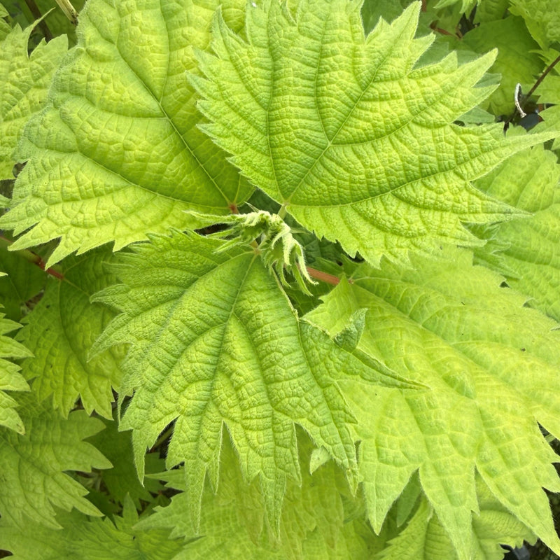 Boehmeria platanifolia — 13cm / 1L
