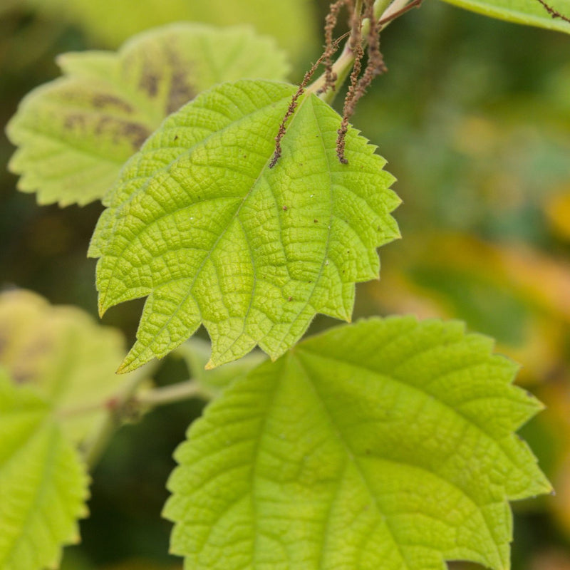 Boehmeria platanifolia Plants - Outdoor GROW TROPICALS