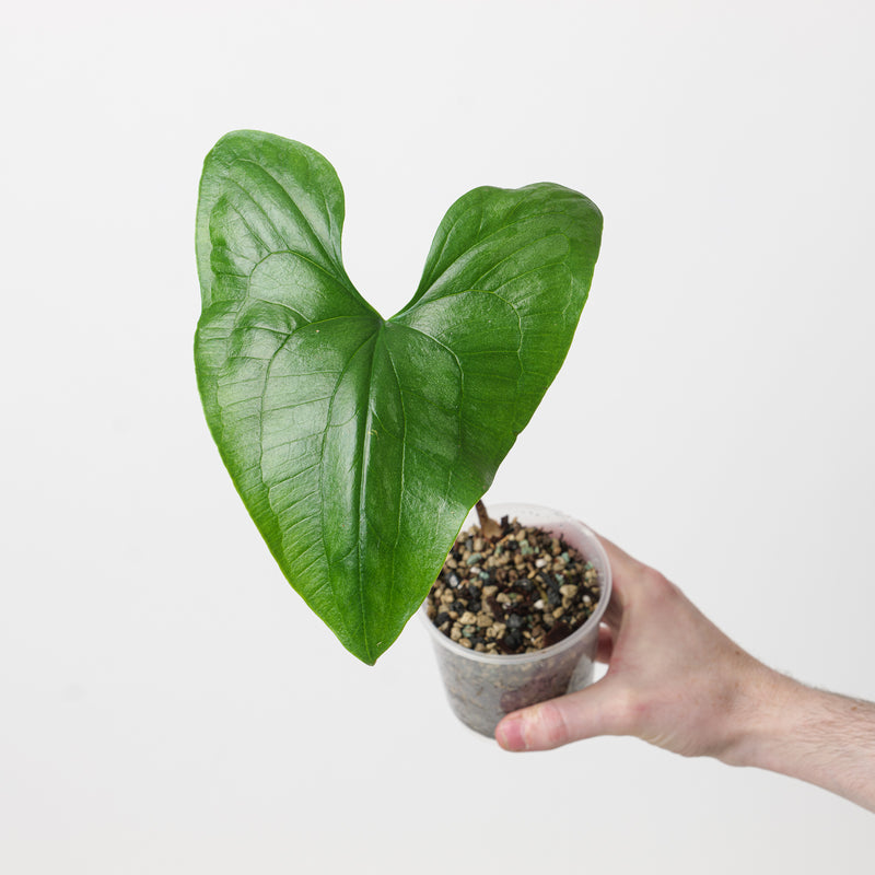 Stylochaeton bogneri Plants GrowTropicals