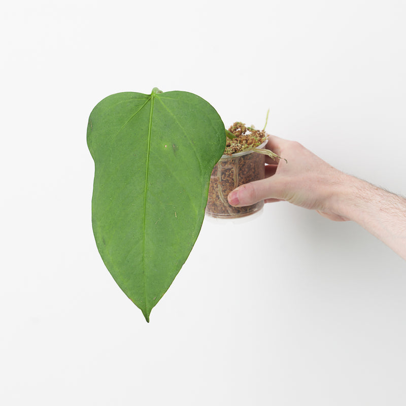 Anthurium bomboizense Plants GrowTropicals