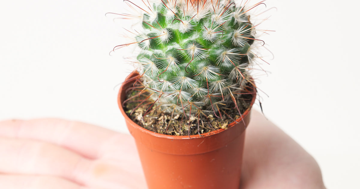 Mammillaria bombycina | Plants