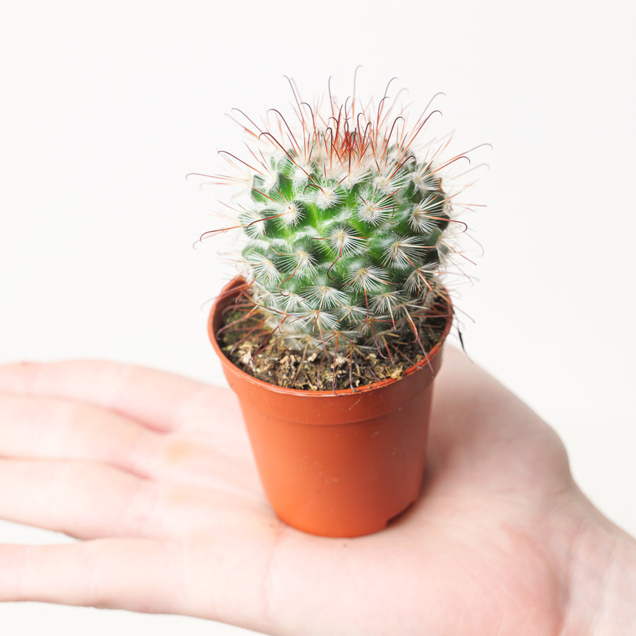 Mammillaria bombycina - GROW TROPICALS