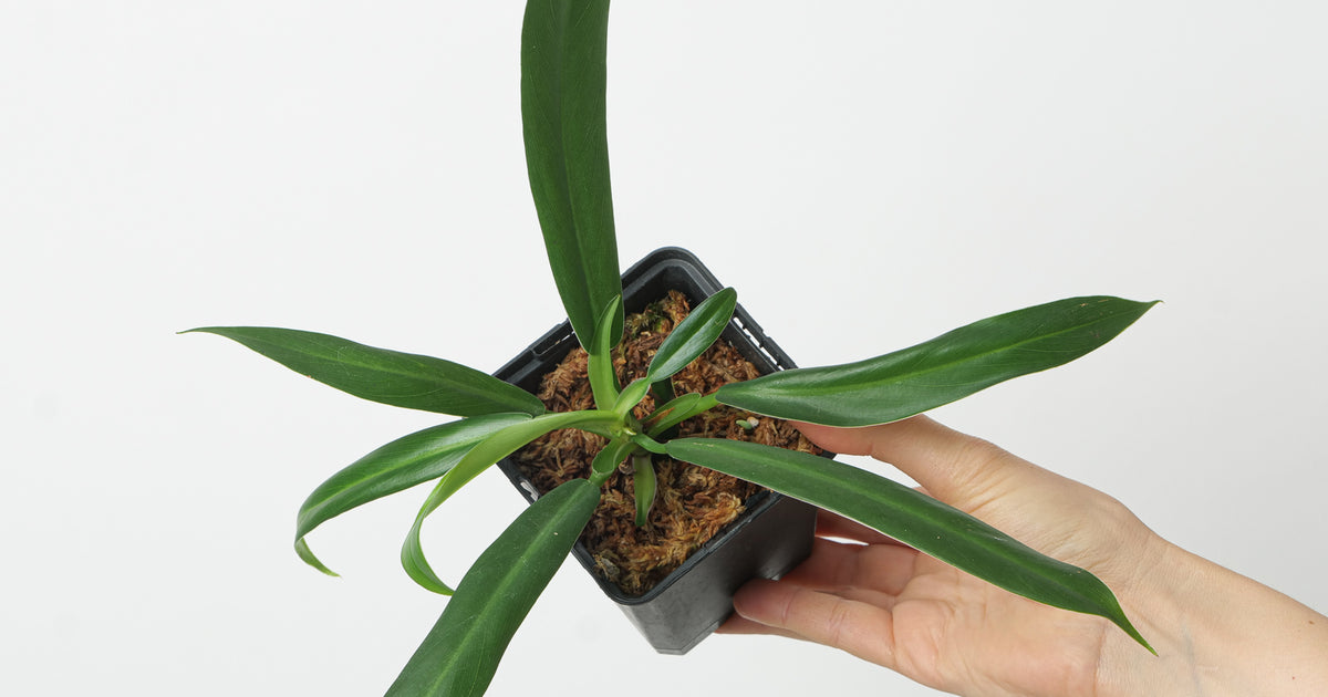 Philodendron bonifaziae