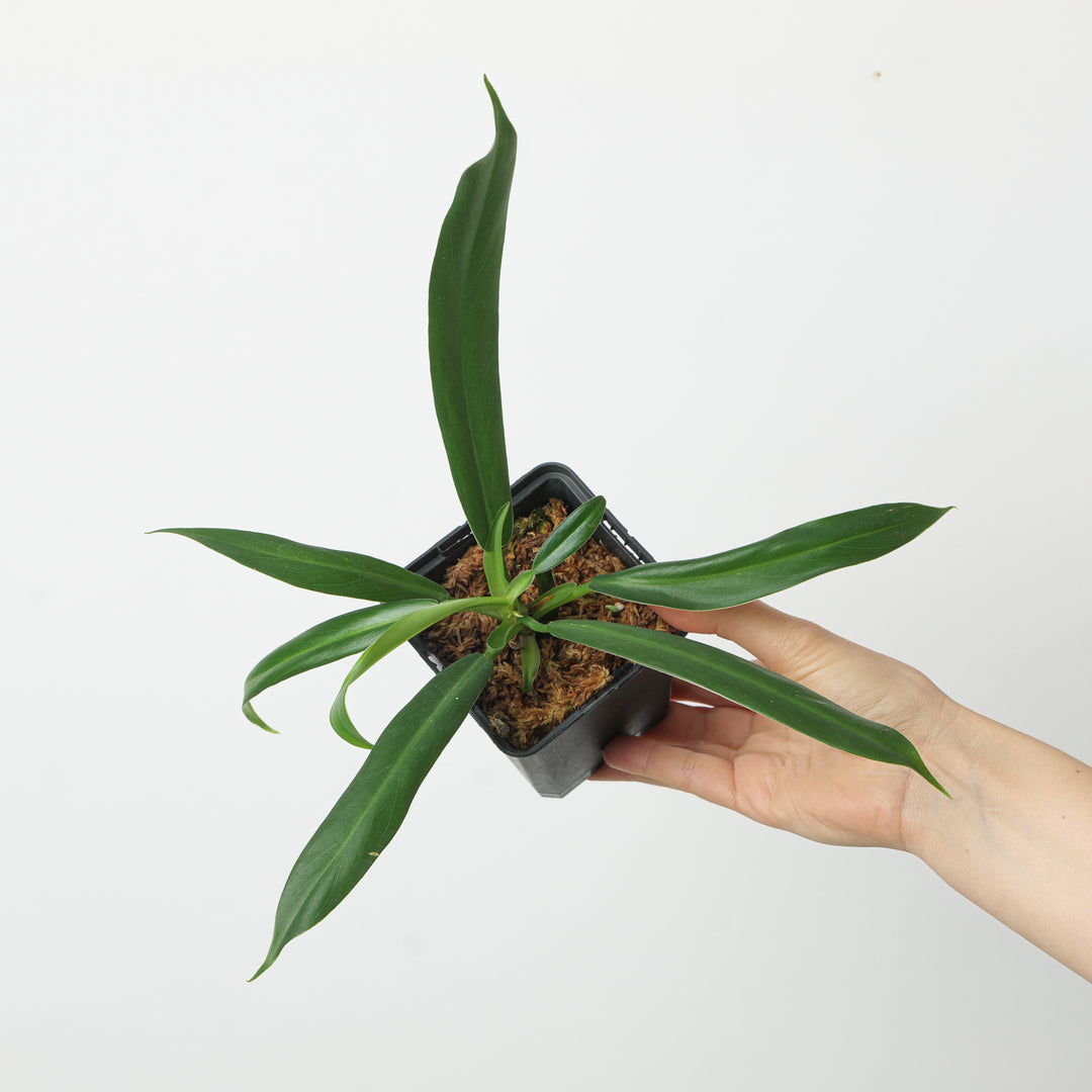 philodendron bannoniae Philodendron bonifaziae | Plants