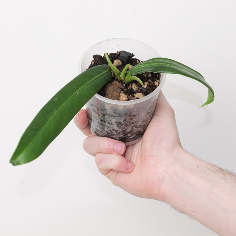 Philodendron bonifaziae — 9cm