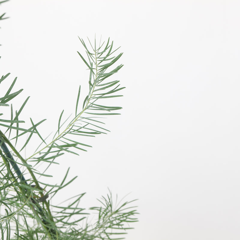 Acacia boormanii Plants - Outdoor GROW TROPICALS