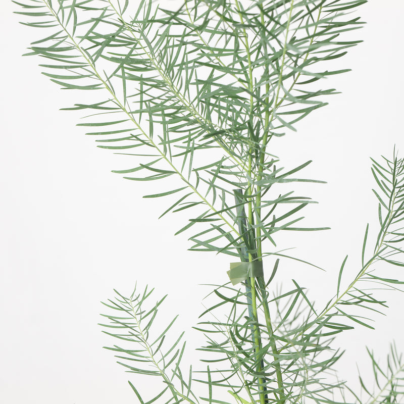 Acacia boormanii Plants - Outdoor GROW TROPICALS