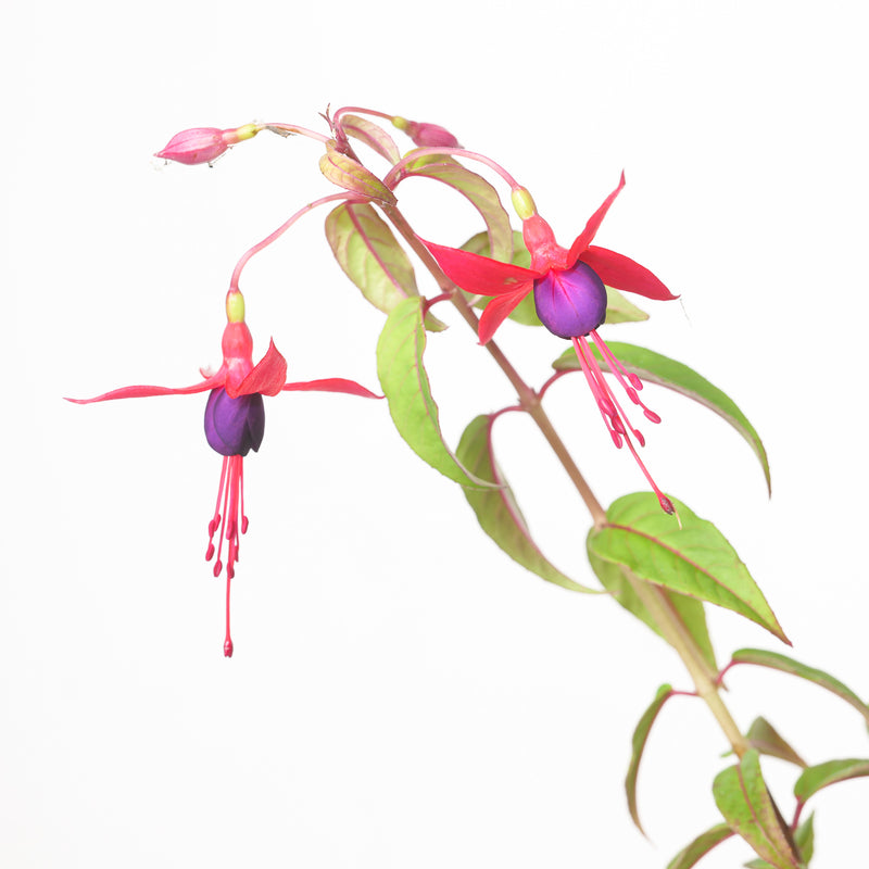 Fuchsia 'Lady Boothby' Plants - Outdoor GROW TROPICALS