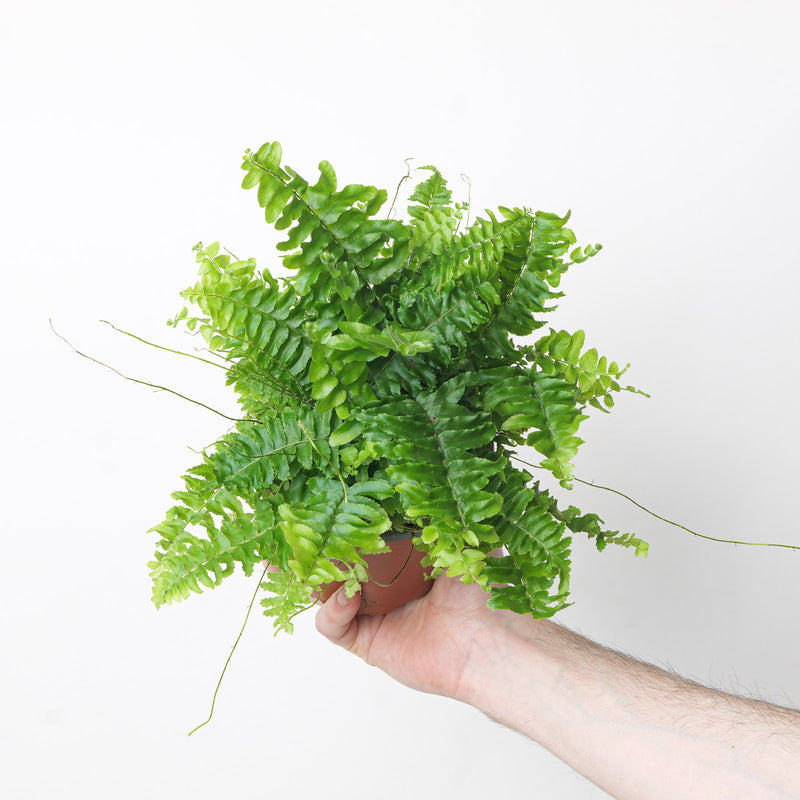 Nephrolepis exaltata 'Green Lady' — 12cm