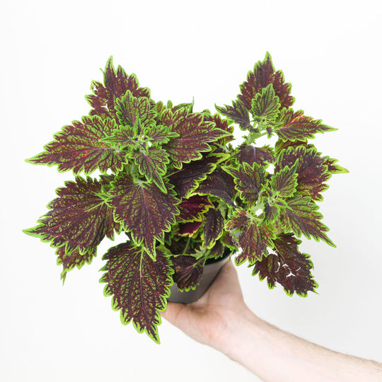 Coleus scutellarioides 'Main Street Bourbon Street' Plants - Outdoor GROW TROPICALS